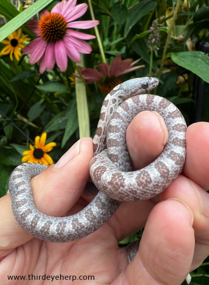 Baird's Rat Snake